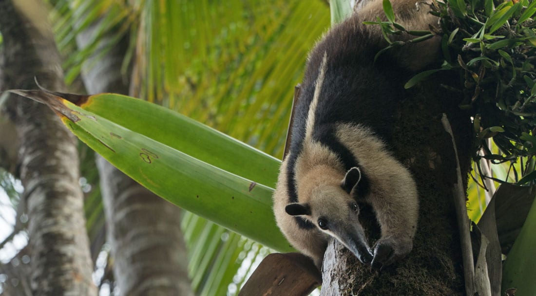 Coatamundi in the Osa Peninsula of Costa Rica