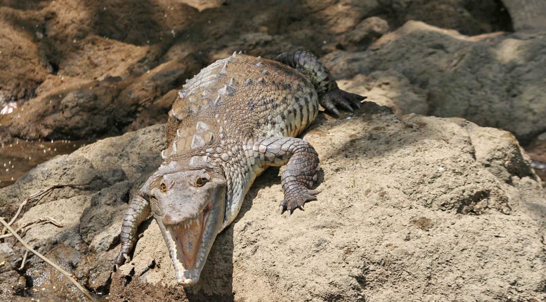 Crocodile Corcovado National Park