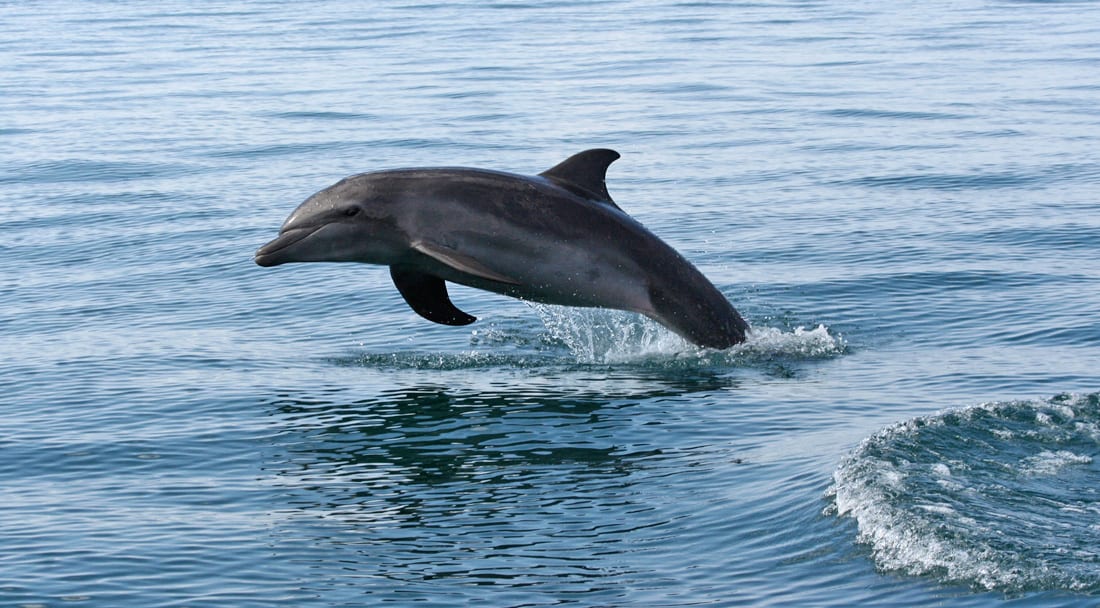 Boat tour Bahia Ballena