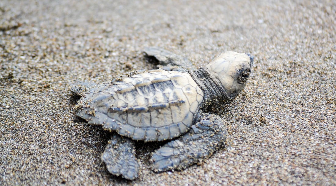 Baby sea turtle release Bahia Ballena