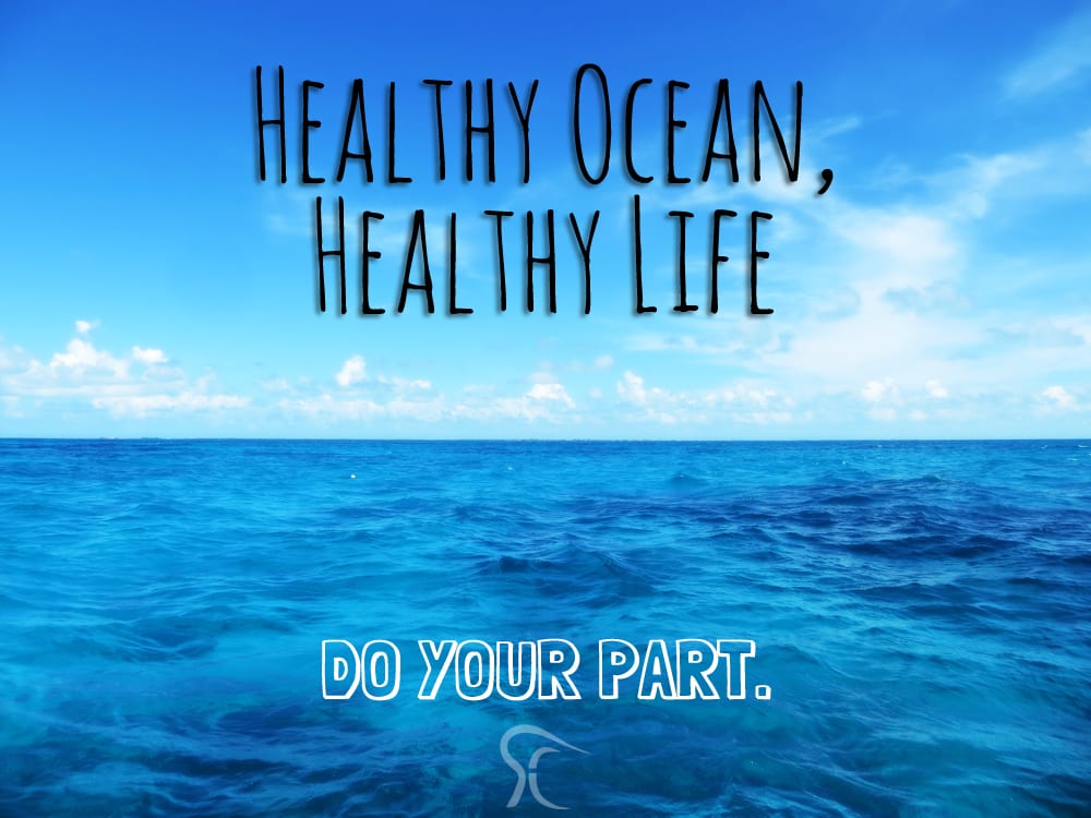 For Love of the Ocean: Why I'm an Ocean Guardian • Bodhi Surf + Yoga