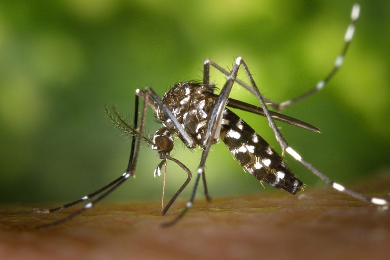 Aedes mosquito Zika