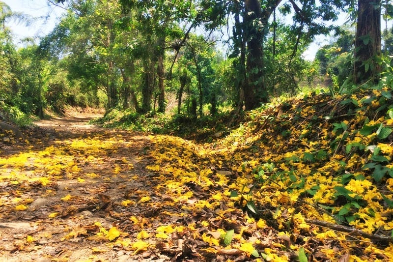 Trail of flowers