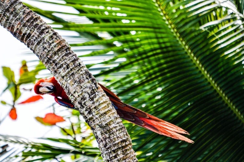 Scarlet Macaw in Bahia Ballena