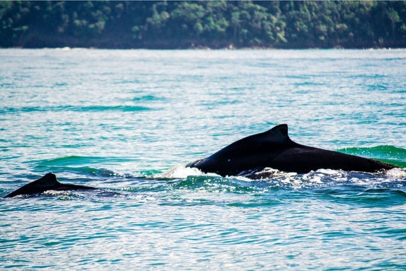 Humpback Whales Bahia Ballena