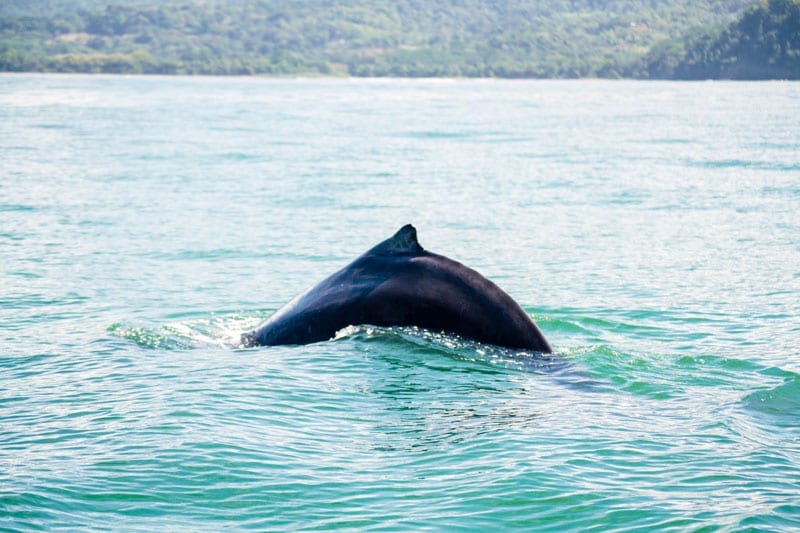 Humpbacks in Bahia Ballena