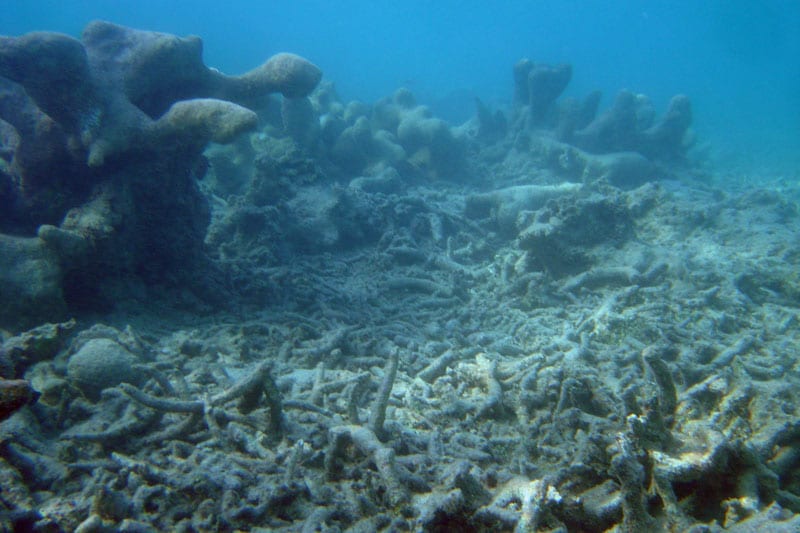 Coral death due to sunscreen