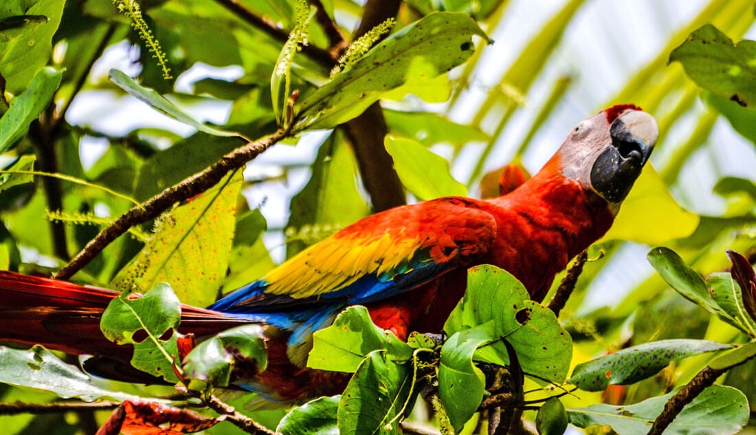 Scarlet Macaw in Bahia Ballena