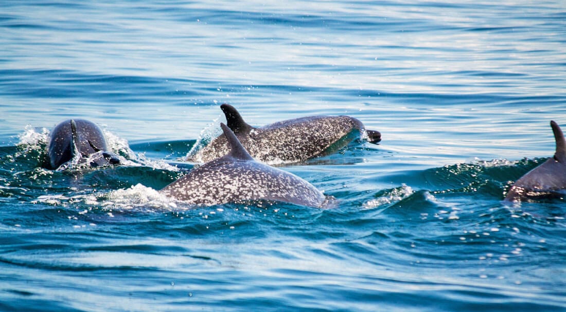 Whales and dolphins in Uvita, Costa Rica