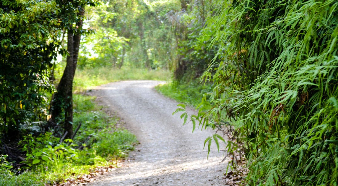 Winding hiking trail in Uvita