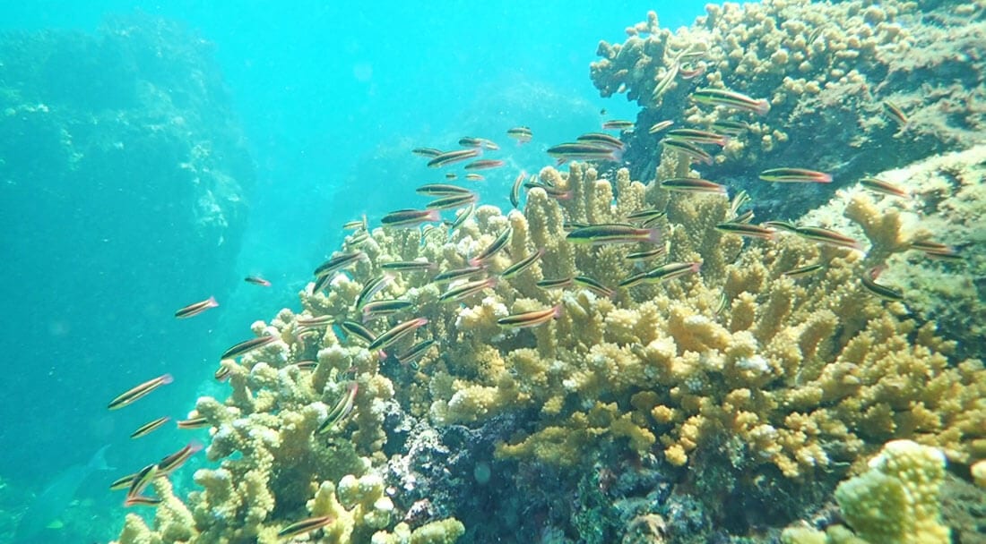 Cano Island, Costa Rica Snorkeling