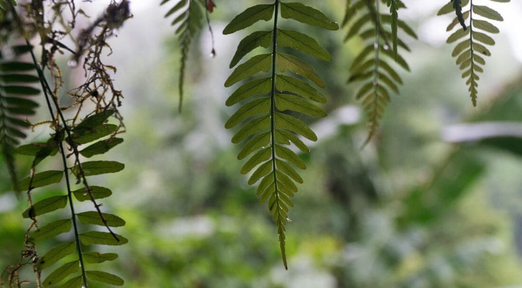 Osa Peninsula Plants