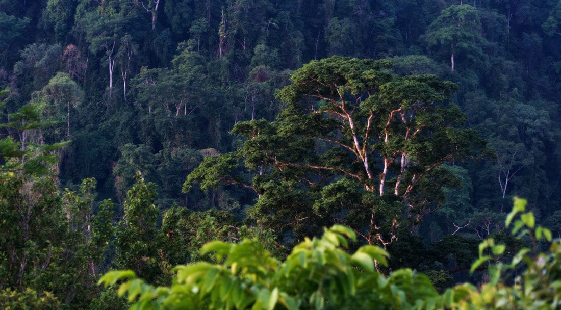 Jungle of the Osa Peninsula