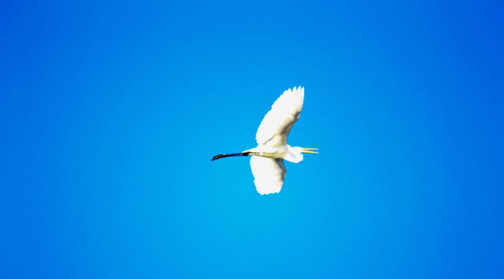 White Ibis bird