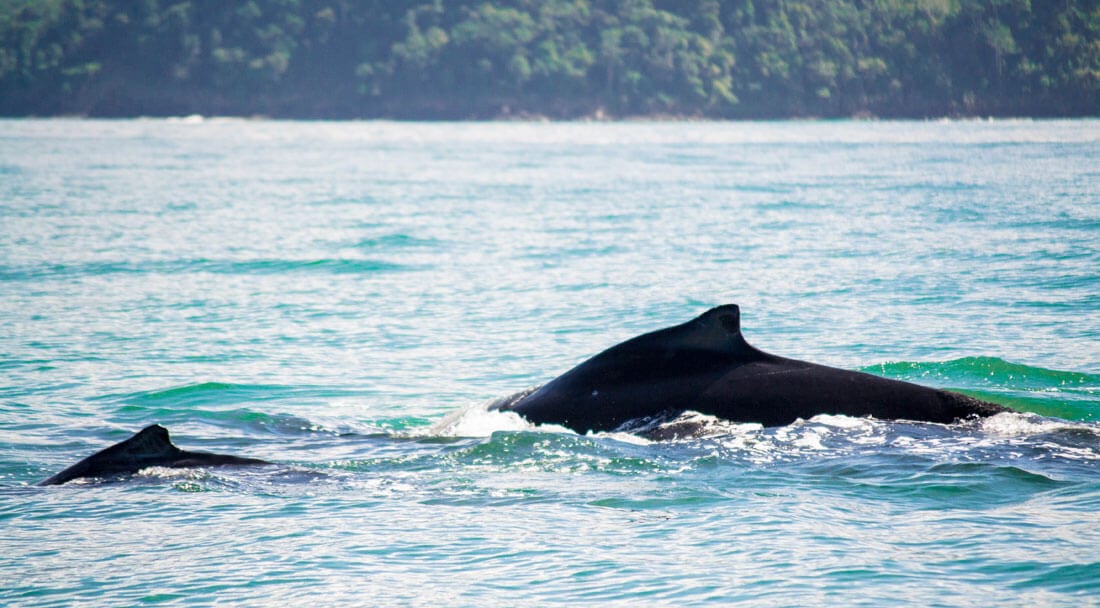 Humpback whales in Costa Rica