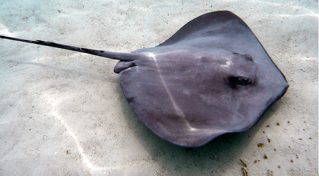 Stingray Ocean Wildlife