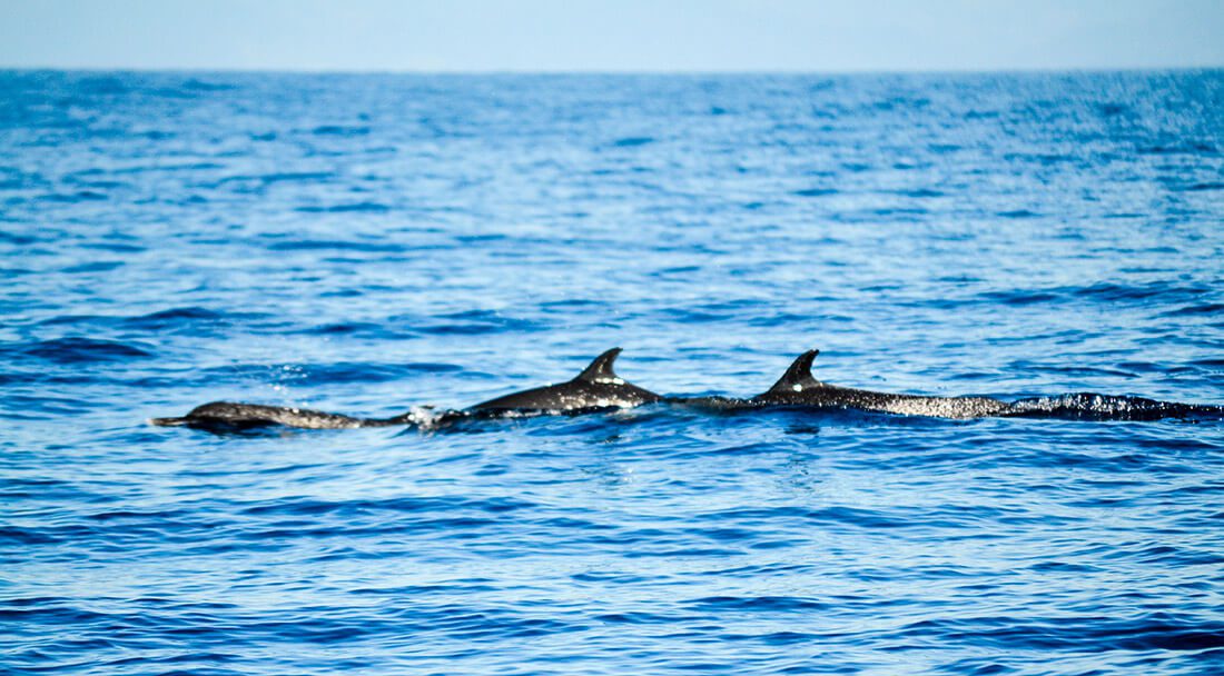 Whale and dolphin tour in Uvita, Costa Rica