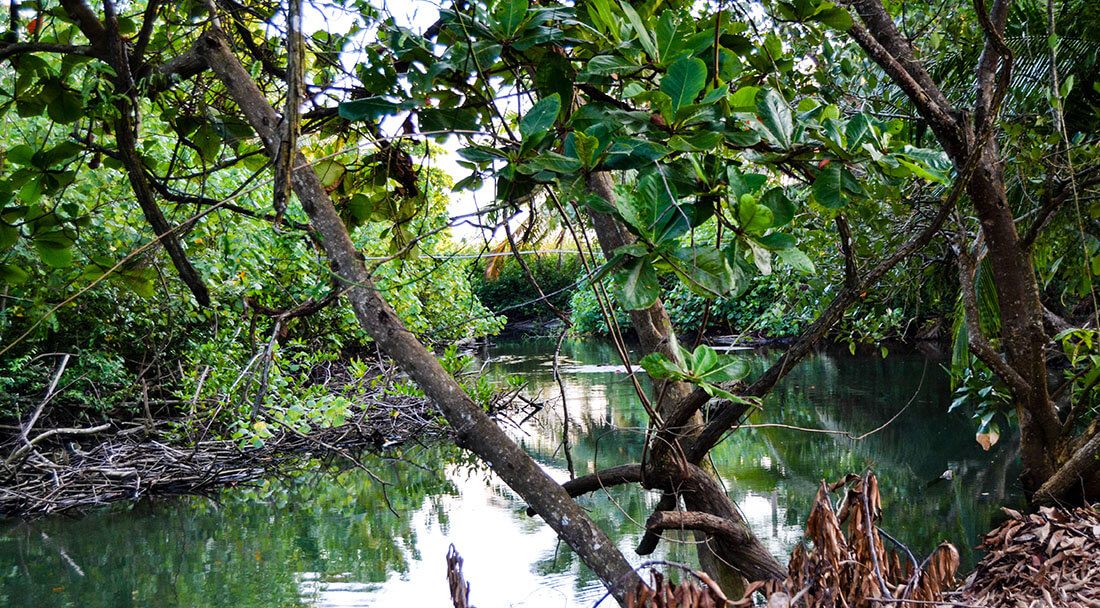 Terraba Sierpe kayak tour in Uvita, Costa Rica