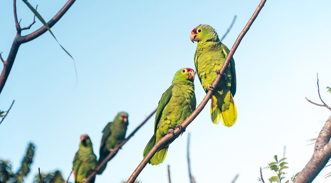 Birds at the Alturas Wildlife Sanctuary in Uvita, Costa Rica 
