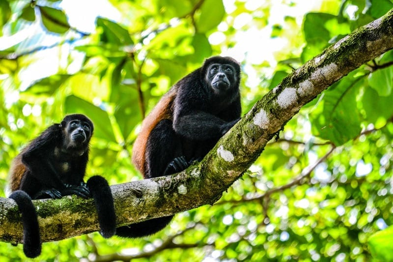 Costa Rica documentary Howler monkeys