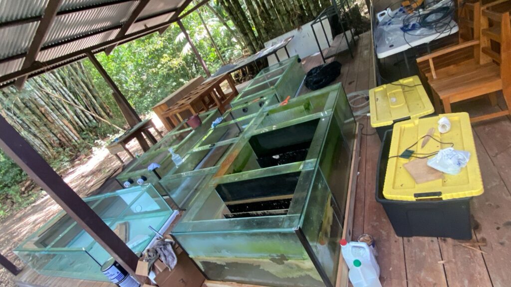 Costa Rica Coral Restoration lab in Uvita, Osa, Costa Rica