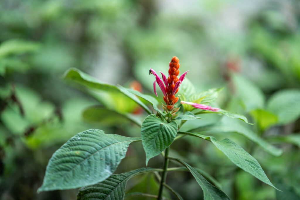 Tropical plants at Bodhi Surf + Yoga in Uvita, Osa, Costa Rica