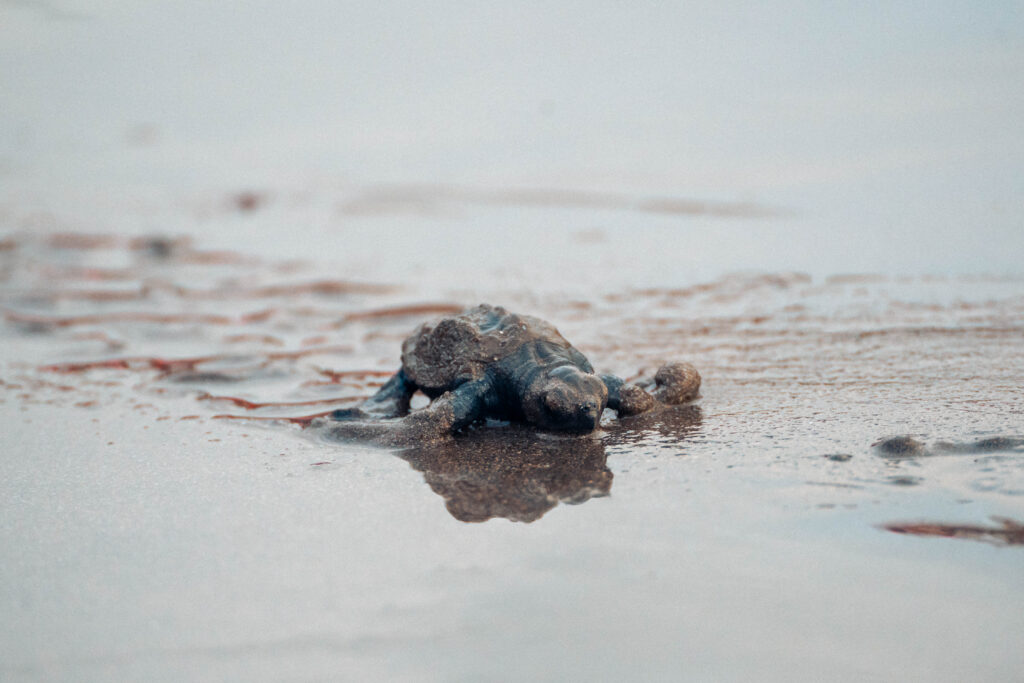 Sea turtle release at the Marino Ballena National Park in Uvita, Osa, Costa Rica