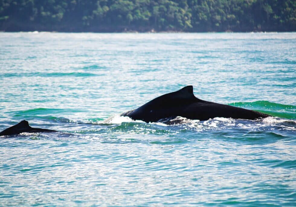 costa-ballena-whale-watching