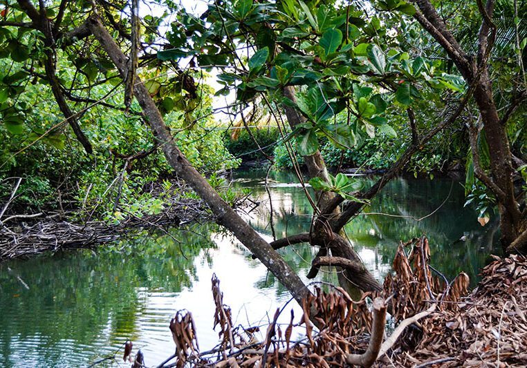 mangrove-tour-landscape