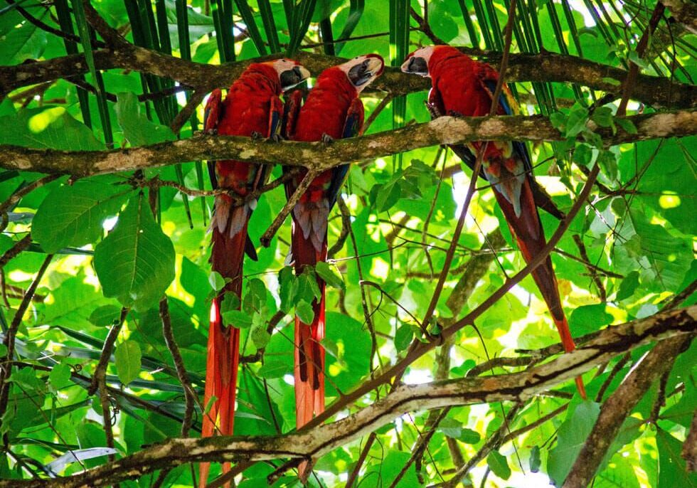 parks-mangrove-macaws