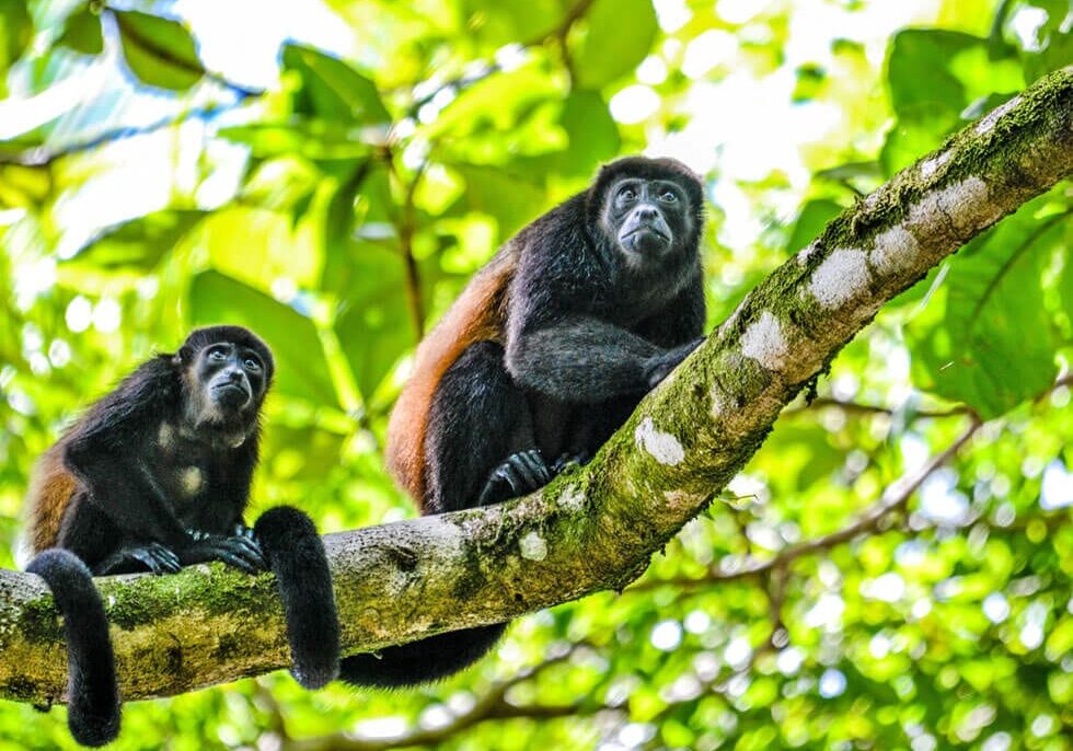 uvita-wildlife